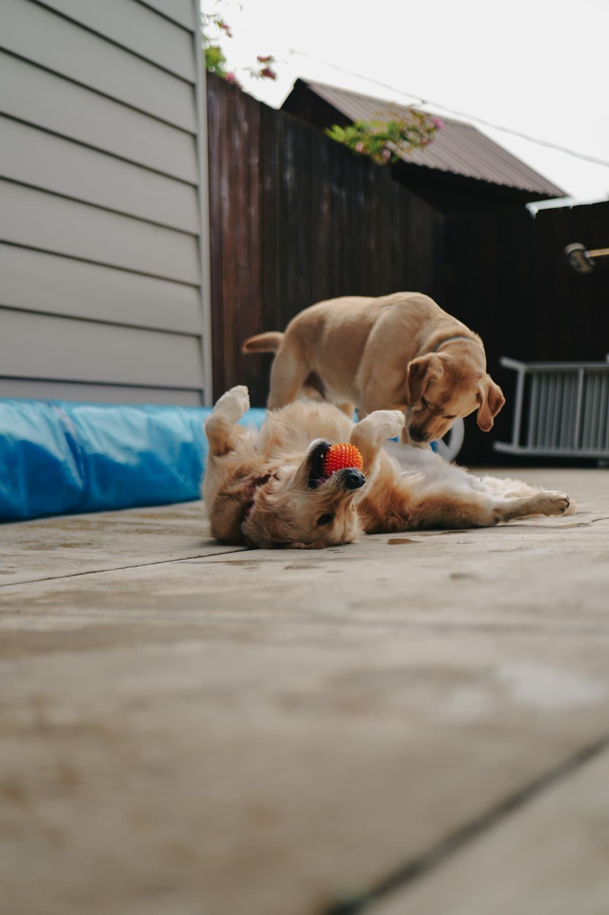 Two golden dogs chasing an orange ball in a play yard