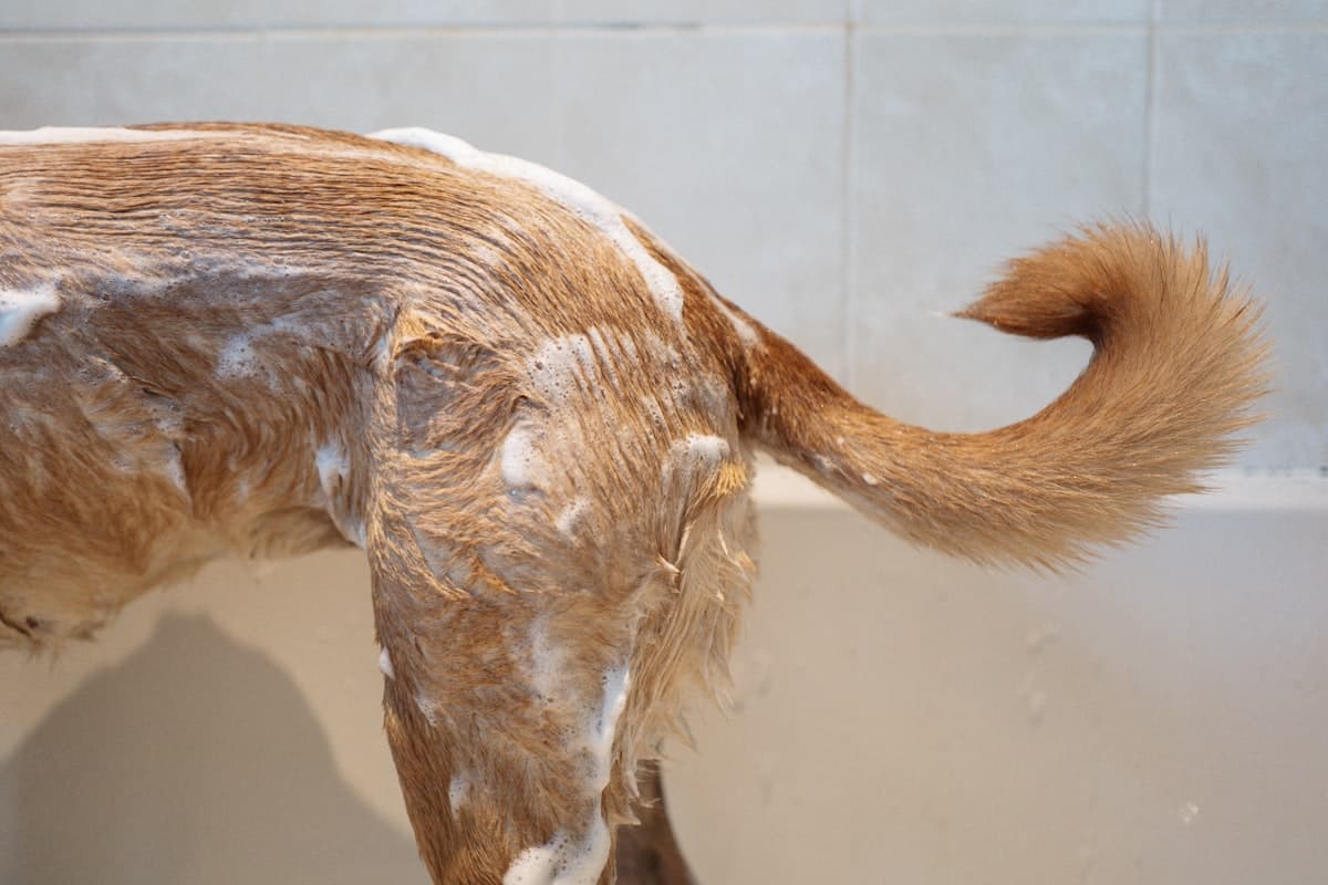 A dog mid-bath in a grooming tub