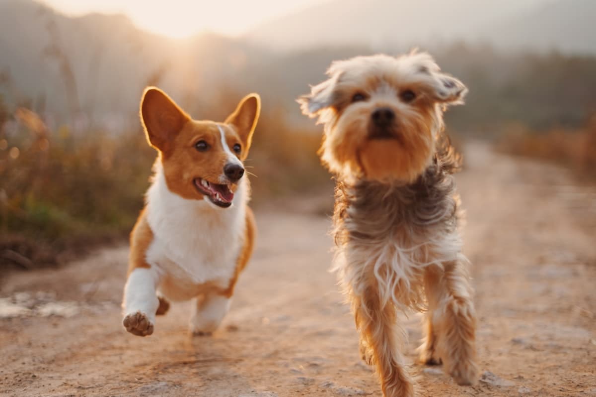 Two dogs running side by side on a dirt path