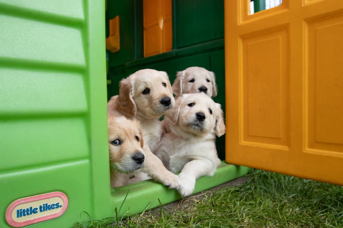 Labrador puppies piled together in a play crate