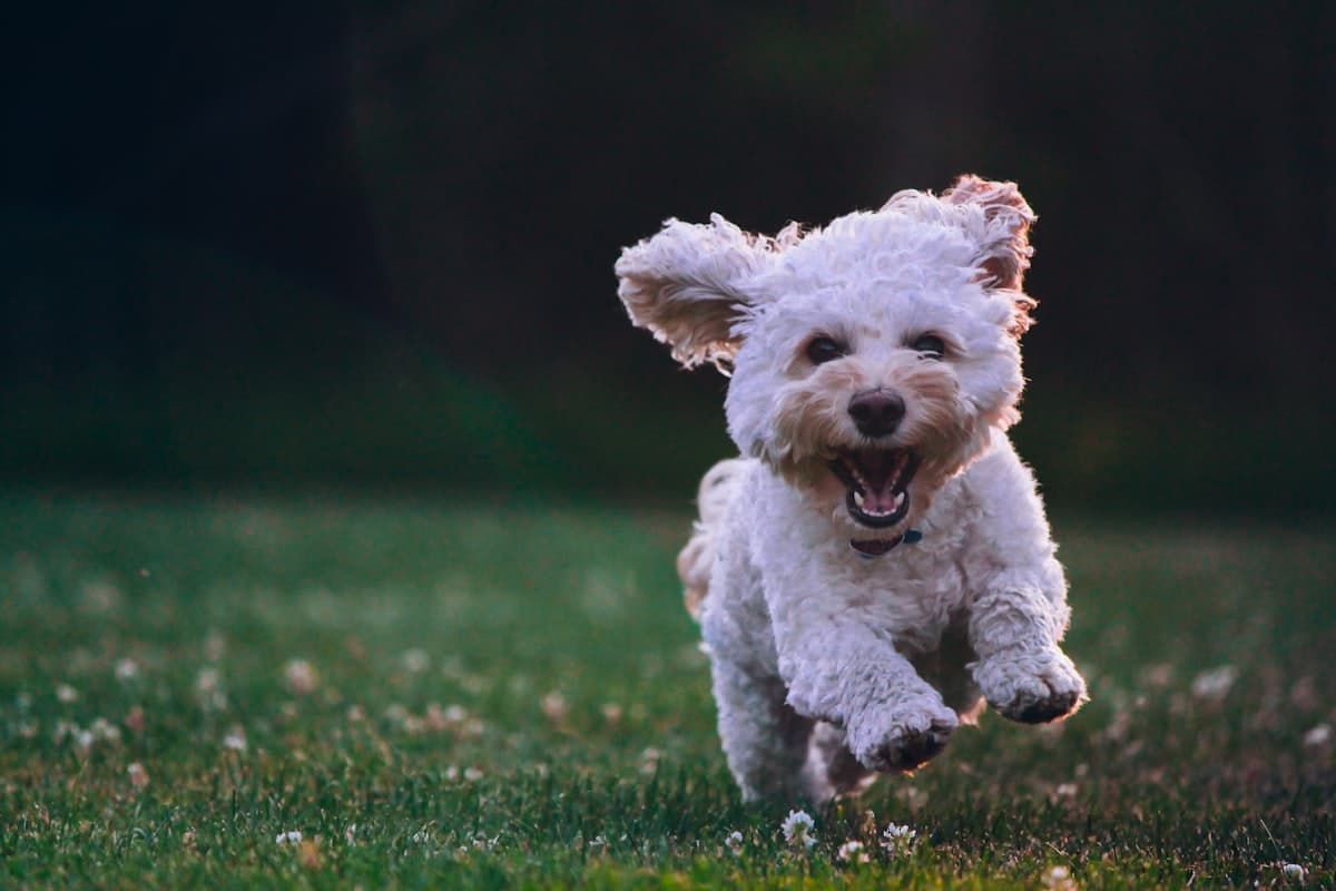 A shih tzu running across the grass at full speed