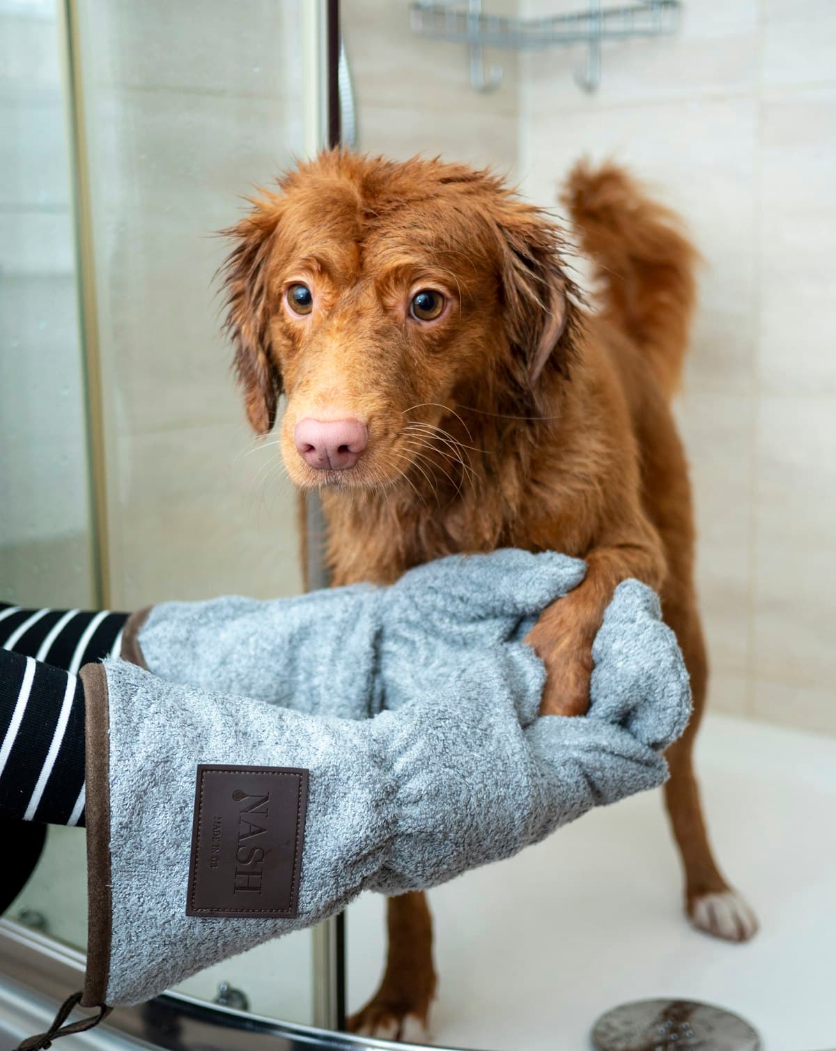 A freshly bathed dog wrapped in a blue towel
