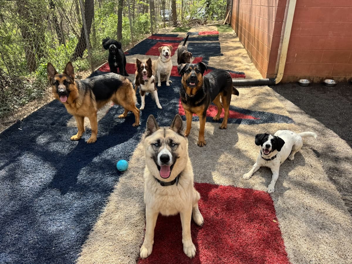 Dogs playing together on a daycare play surface