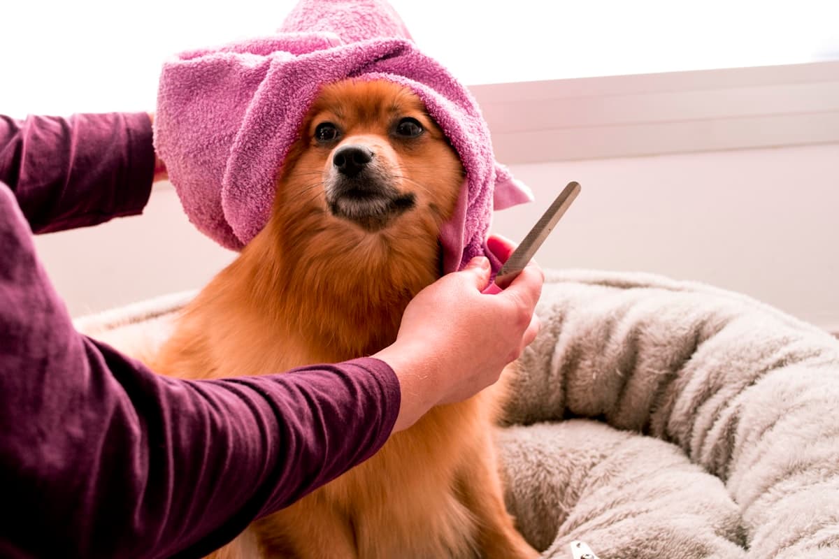 A pomeranian wrapped in a towel after a grooming bath