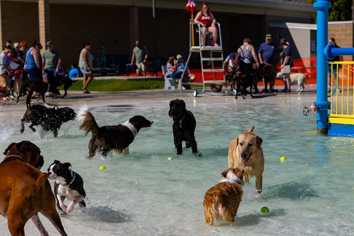 Dogs cooling off in a shallow splash pool at a boarding facility